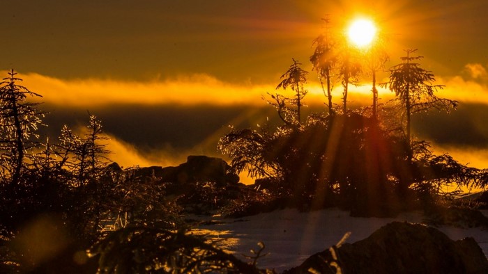 Sun rays shining through trees at sunrise or sunset