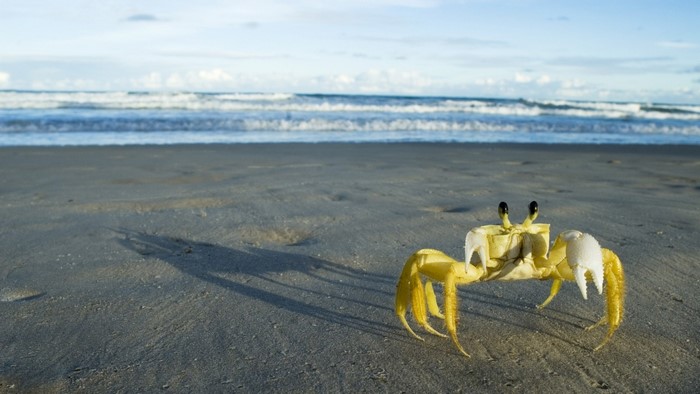 A ghost crab on a sandy beach with waves in the background