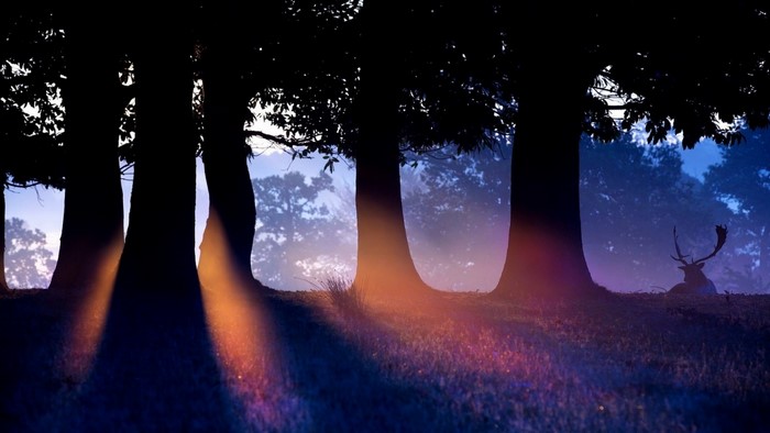Deer resting in a misty forest at dawn with sun rays