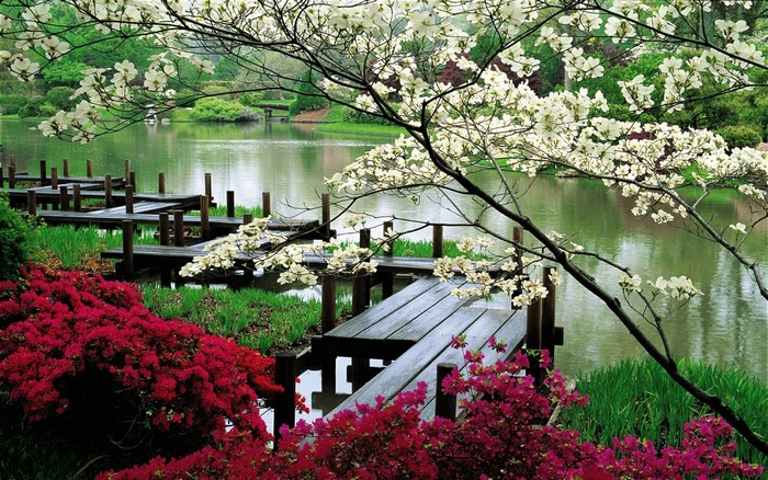 Japanese garden with blooming dogwood trees and red azaleas