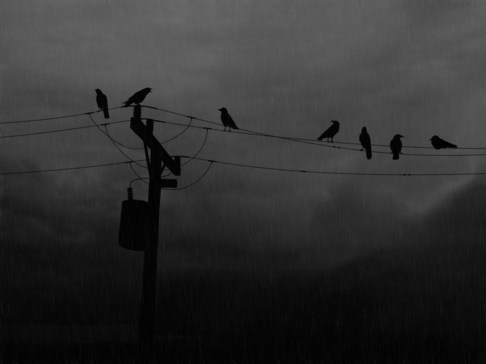 Birds on power lines in the rain