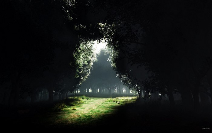 Sunlight filtering through trees in a dark forest