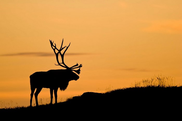 Silhouette of a reindeer with antlers at sunset