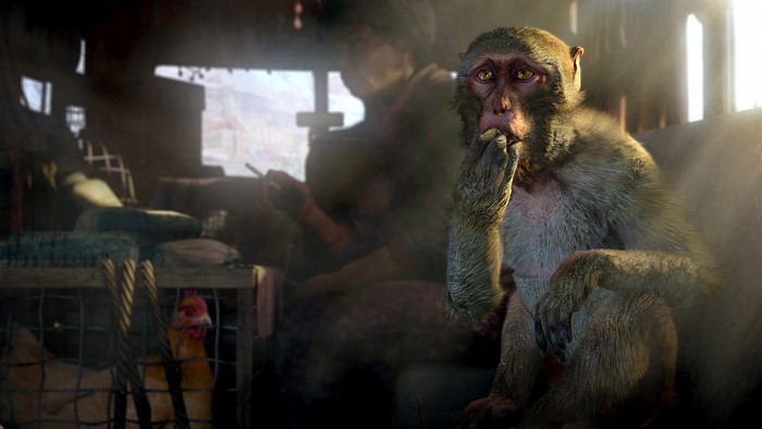 Monkey and chicken in a vehicle