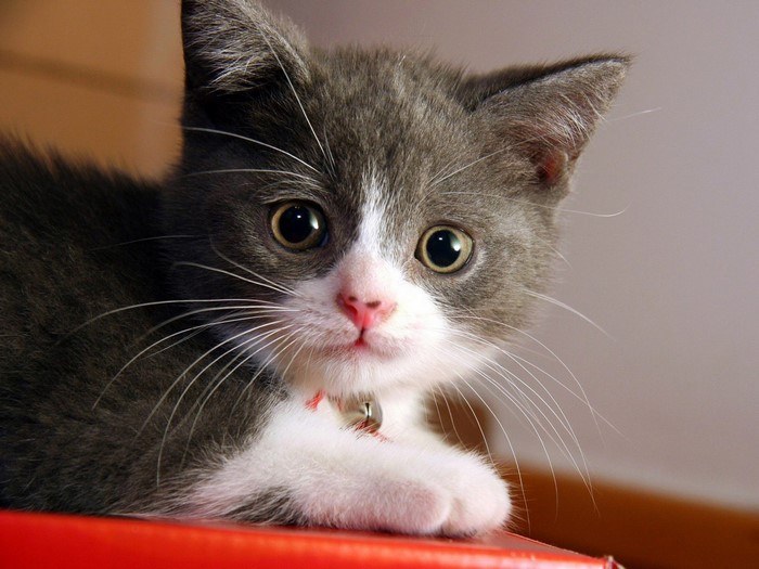 Close up of a gray and white kitten with a red collar
