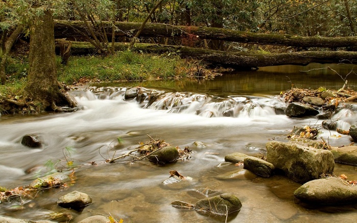 Stream flowing over rocks in a forest