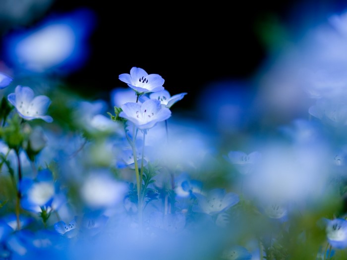 Close-up of blue flowers with shallow depth of field