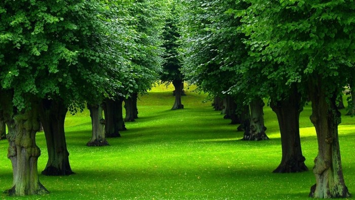 A tree-lined path in a green park