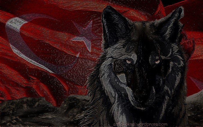 Majestic Turkish Wolf with National Flag