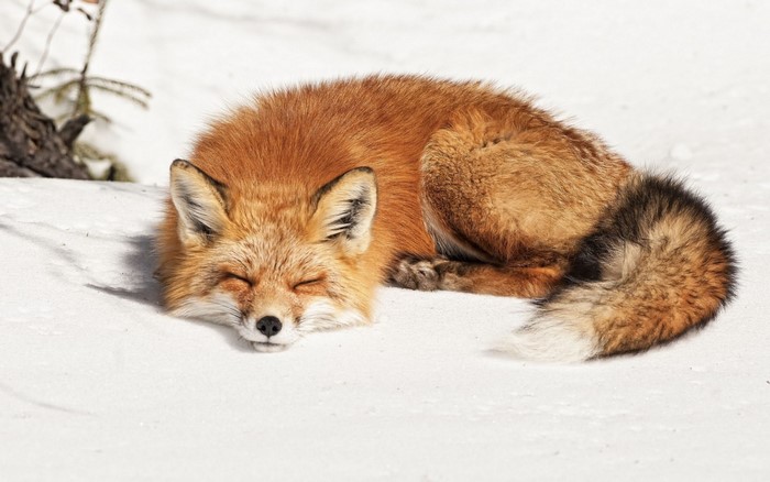 Red fox sleeping curled up in the snow