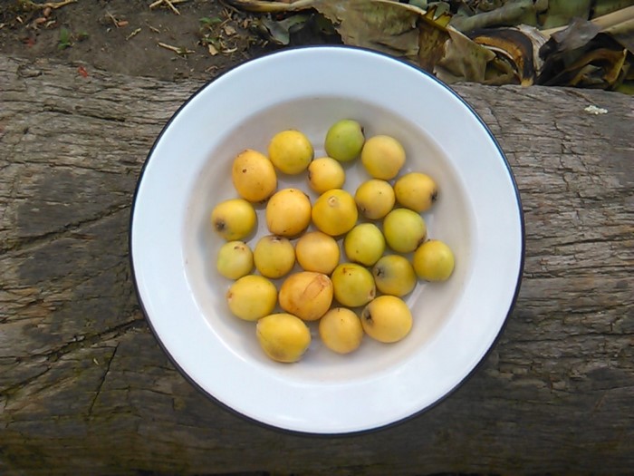 Loquats in a bowl on a wooden surface