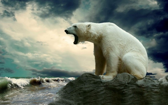 Polar bear roaring on a rock by the sea