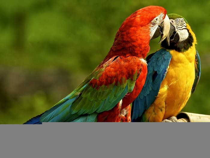 Colorful Macaws Engaged in Close Interaction