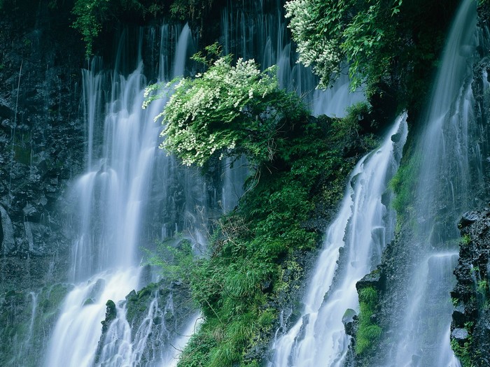Waterfall cascading over mossy rocks with white flowers
