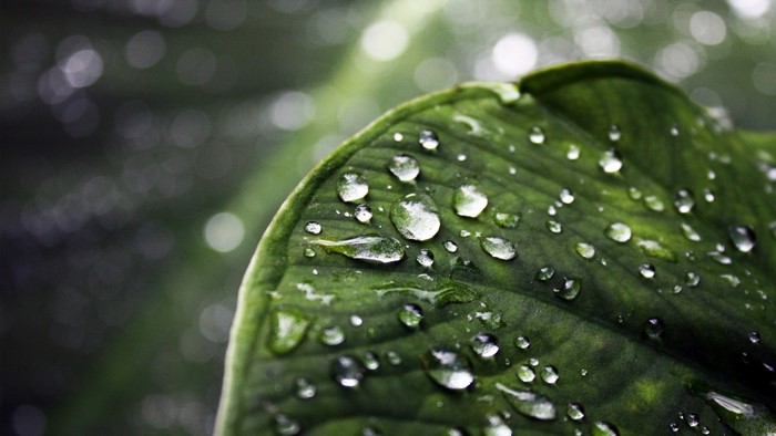 Close-up of green leaf with water drops