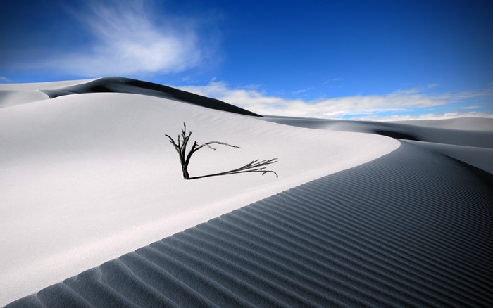 Dead tree in a vast sand dune landscape under a blue sky