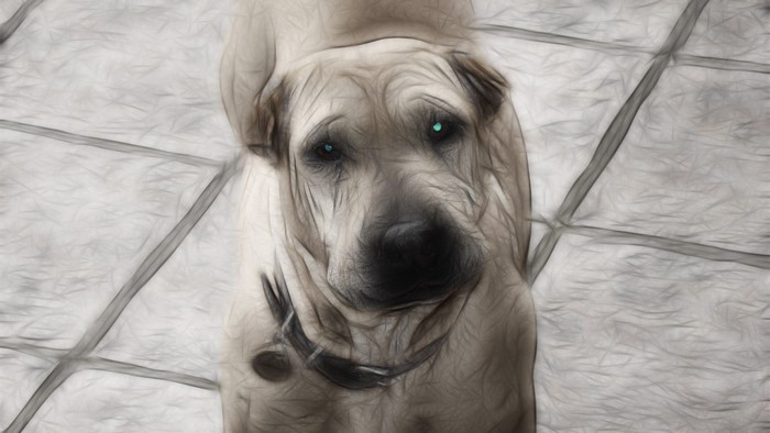 Dog with wrinkled face looking up