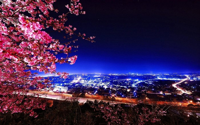 Cherry blossoms at night overlooking a city