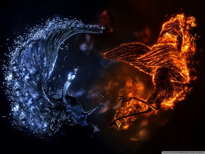 Fire and Water Birds in Darkness