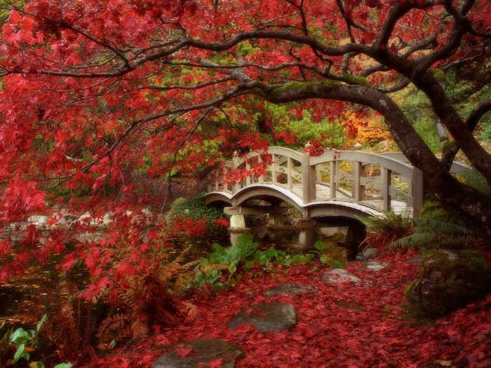 Serene Japanese Garden with Autumn Maple Leaves