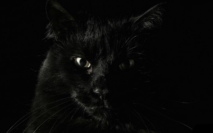 Close-up of a black cat's face in darkness