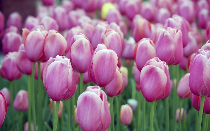 A field of pink tulips in bloom