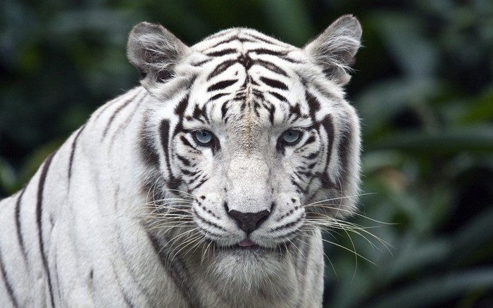Close-up of a white tiger with blue eyes