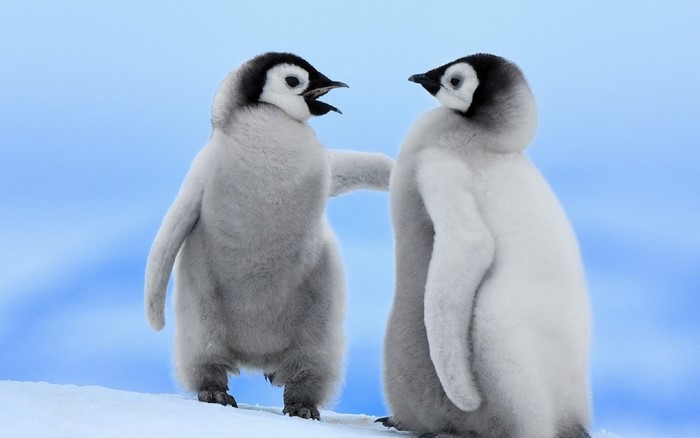 Adorable Baby King Penguins in Snowy Landscape