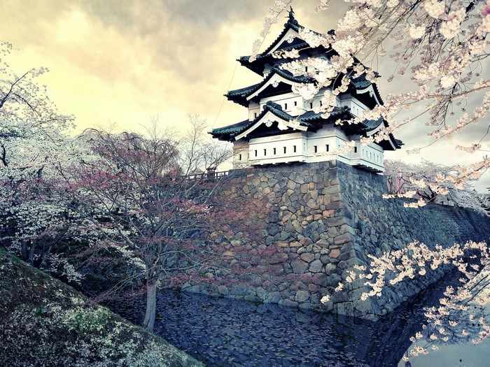 Hikone Castle surrounded by cherry blossoms in Japan