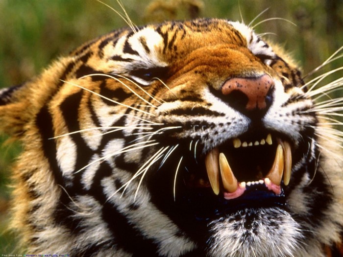Close up of a tiger roaring with sharp teeth visible