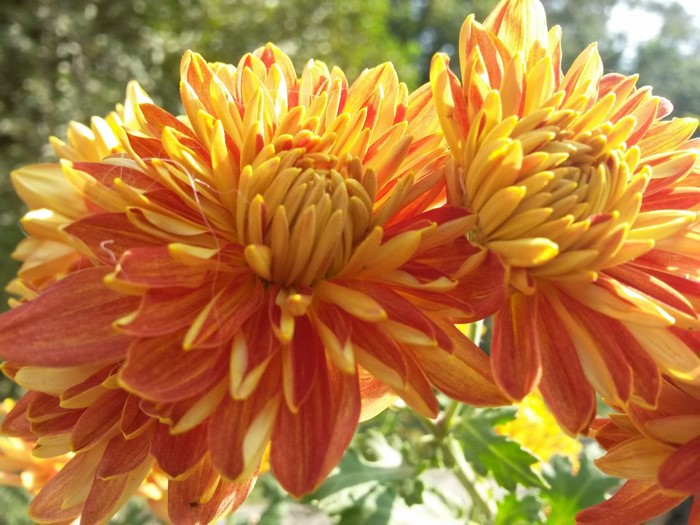 Close-up of orange and yellow chrysanthemums