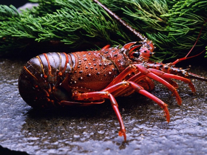 Spiny Lobster on a Dark Surface with Greenery
