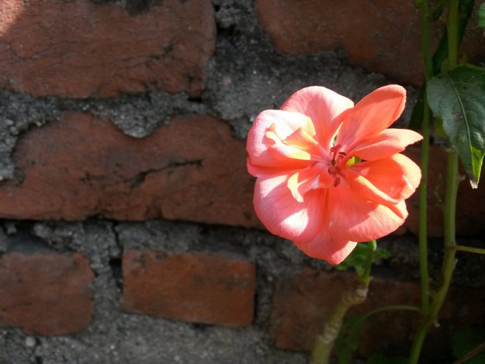 Close-up of a pink flower against a brick wall