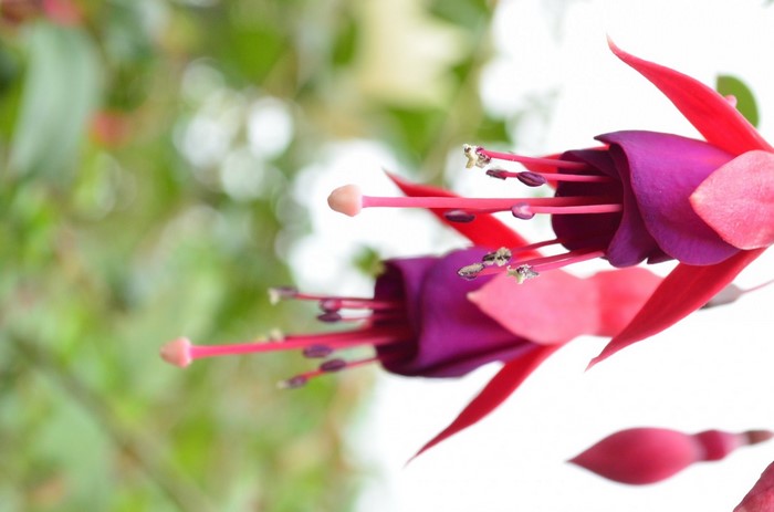 Close-up of Fuchsia flowers with pink and purple petals
