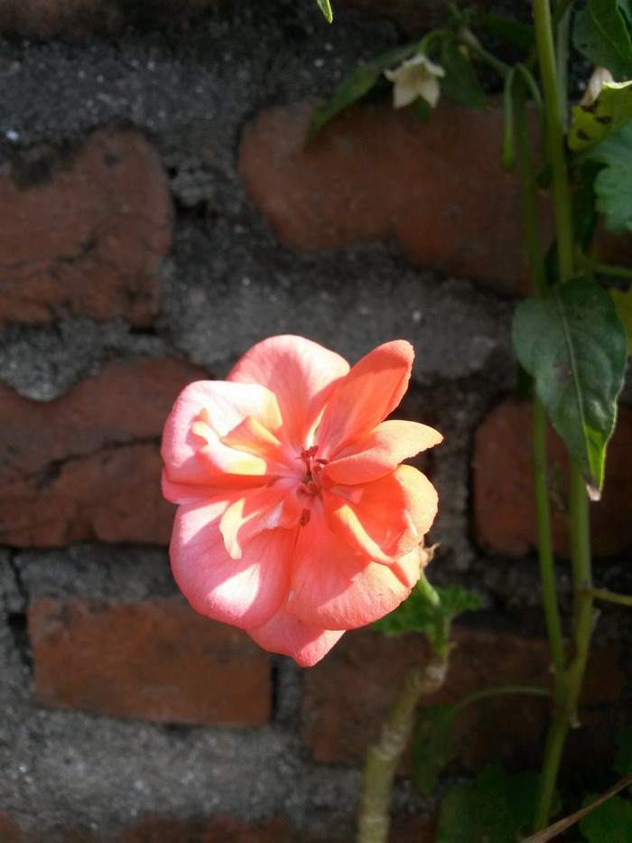 Close-up of a pink Geranium flower against a brick wall