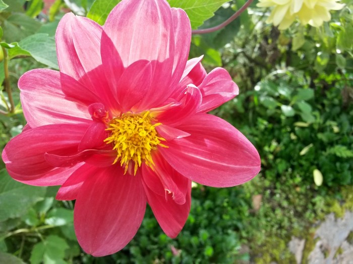 Vibrant Red Dahlia Flower in Bloom