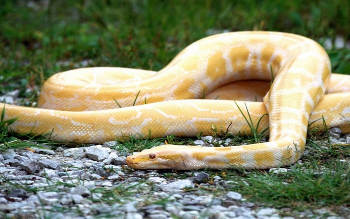 Albino python snake on the ground
