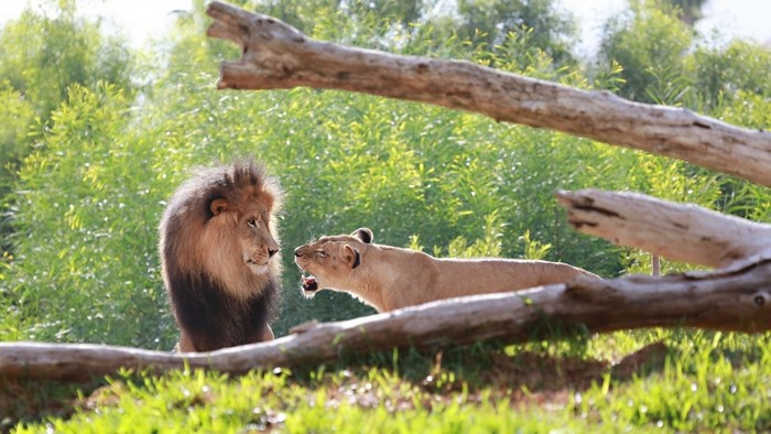 Male and female lions in a natural habitat