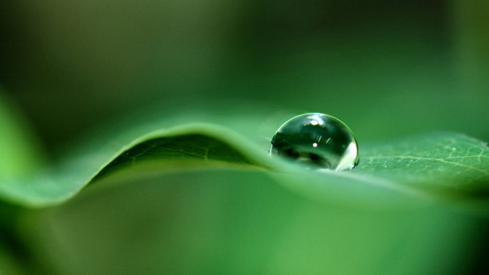 Water drop on a green leaf