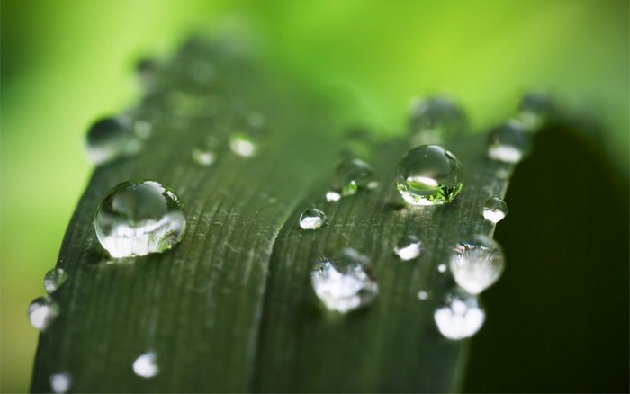 Close-up of water drops on a green leaf