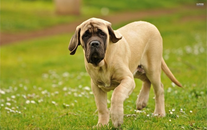 Mastiff Dog Standing on Green Grass