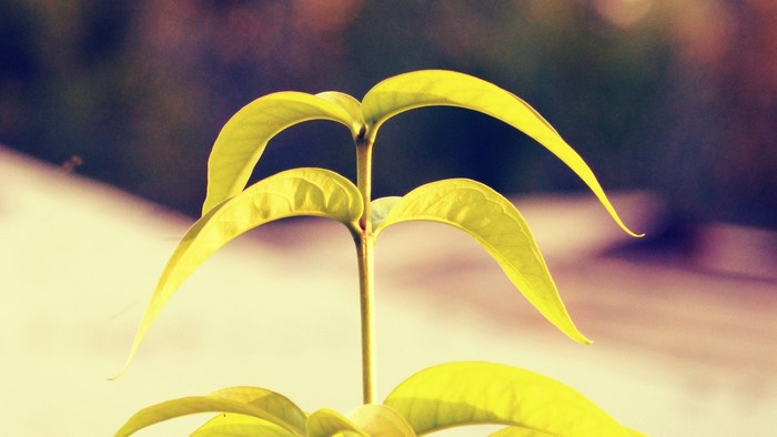 Close up of a yellow plant with green leaves