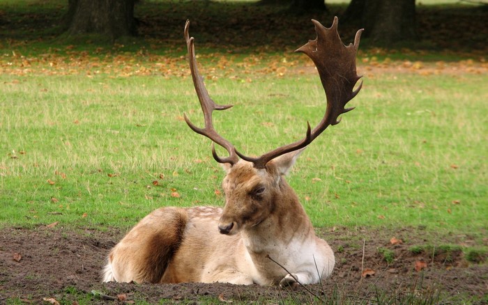 Resting Deer with Large Antlers in Green Field