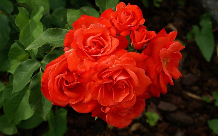 Cluster of vibrant red roses with green leaves
