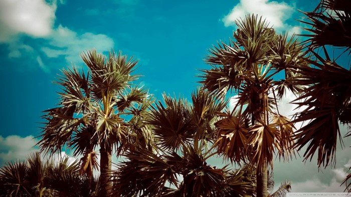 Palm trees against a bright blue sky with clouds