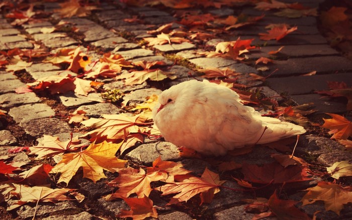 White dove resting on cobblestone path covered in autumn leaves