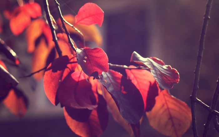 Close-up of red autumn leaves on a branch in sunlight