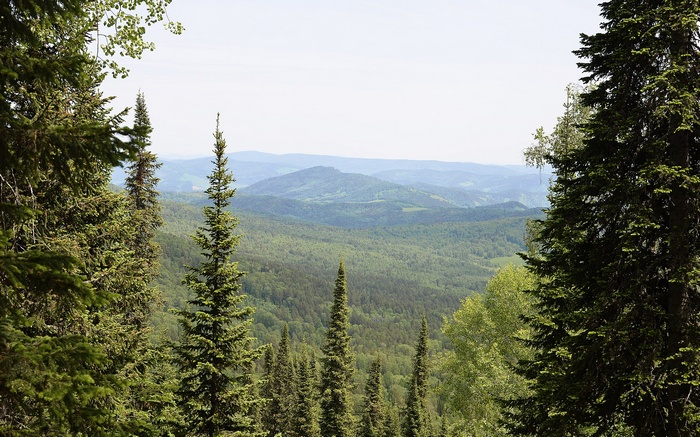 Forest landscape with rolling hills and trees