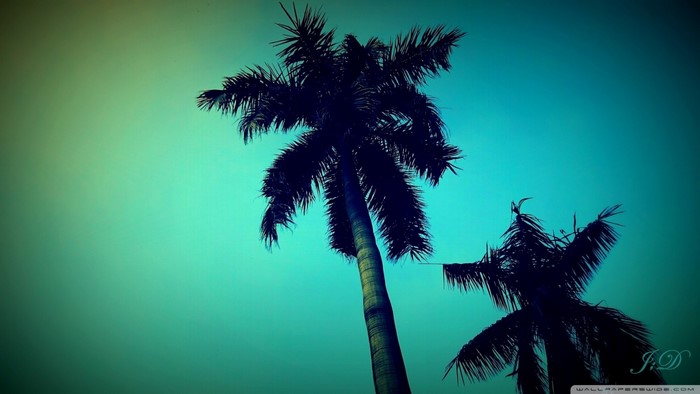 Silhouettes of palm trees against a teal sky