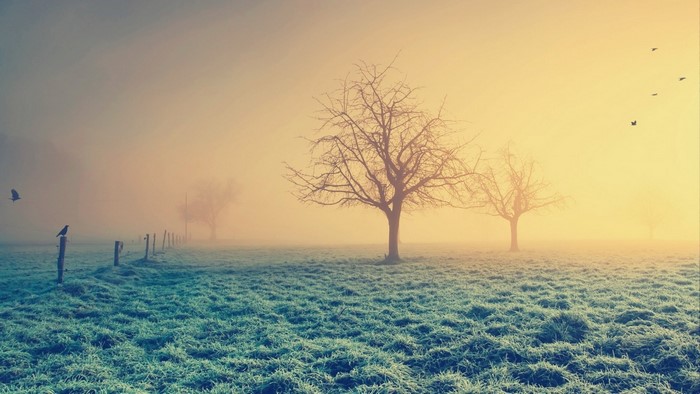 Misty field with trees and birds at sunrise